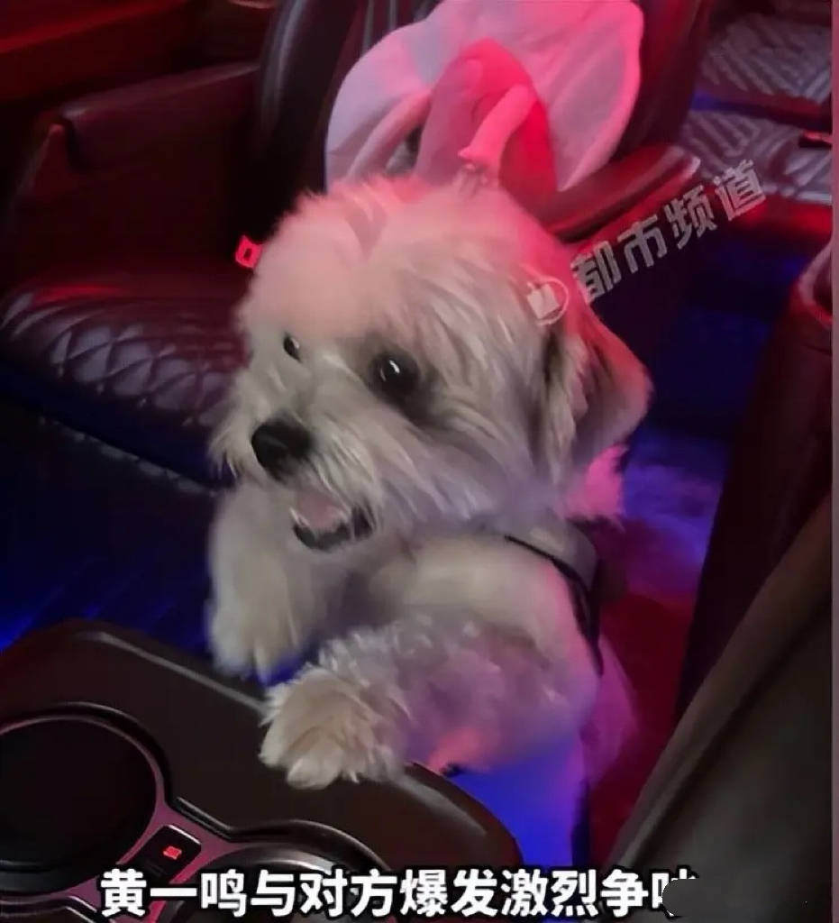 百万网红黄一鸣宠物事件真相曝光